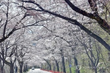 설악산 향하는 설악동 벚꽃 만개