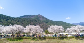 정선군 북평면 남평마을 벚꽃길 함께 걸어요