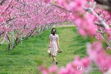 복사꽃 만개한 경북 청도는 무릉도원