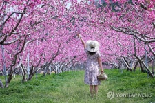 복사꽃 만개한 경북 청도는 무릉도원