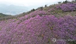산에는 꽃피네