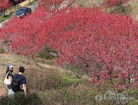 홍도화의 고운 자태
