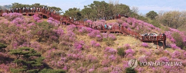 만개한 강화 고려산 진달래꽃