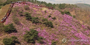 초여름 같은 봄날, 진달래꽃 만끽하는 등산객들