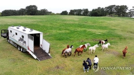 제주마에게도 찾아온 봄