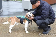 이제 꽃길만 걷개 스타벅스 찾은 은퇴 탐지견