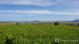 절정 이룬 제주 가파도 청보리