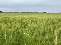 봄빛 출렁이는 제주 가파도 청보리밭