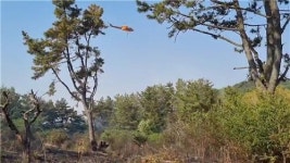부산 해운대 장산 억새밭 화재…임야 1천500㎡ 태워