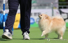 자신감 뿜뿜 넘치는 강아지 발걸음