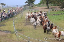 한라산 초원 질주하는 제주마