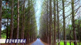 북한 중앙식물원의 메타세콰이어길