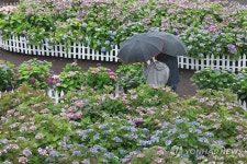 비 내리는 제주