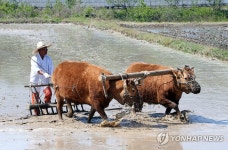두마리 소가 농사…홍천서 겨리농경문화 시연