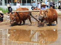 소 두 마리가 하는 써레질