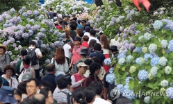 부산 영도 4천그루 수국 만발 기대…축제는 재정난에 불발