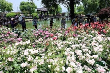 장미로 가득한 곡성 기차마을