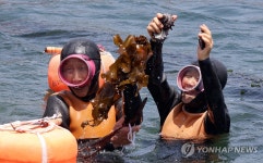 마지막 물질, 김유생·강두교 해녀 전복·소라 여기요