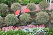 비 내리는 제주