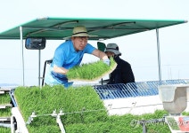 모내기하는 김관영 전북도지사