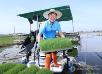 [픽! 전주] 김관영 전북도지사, 풍년 기원 모내기로 구슬땀