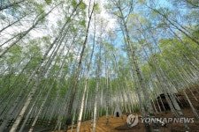 인제 자작나무숲 메인 별바라기숲 내일부터 개방