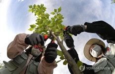 대한항공 숲 가지치기