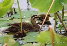 연꽃단지 속에서 살금살금