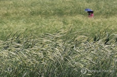 이틀 앞으로 다가온 망종