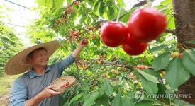 새콤달콤 체리 첫 수확