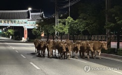 경북 김천서 축사 탈출 소 20여마리 도로 질주 소동