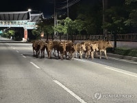 김천 도로 누비는 탈출한 소 떼