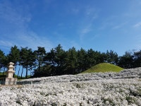 무열왕릉 동네는 어떻게 핫플이 됐을까…경주 서악마을의 변신