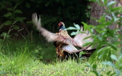 여기는 내가 주인…홰치는 꿩