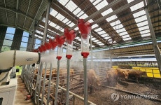 폭염에 축사 온도 낮추기 안간힘
