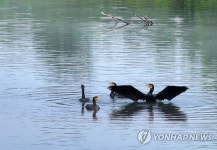 원주시, 섬강 어족자원 씨 말리는 민물가마우지 퇴치 나서