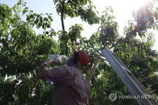 [르포] 새벽 5시면 일 시작해야…폭염 속 수확 분주 경산 복숭아 농원