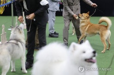 서울 FCI 국제 도그쇼