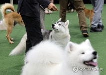 서울 FCI 국제 도그쇼
