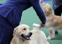 서울 FCI 국제 도그쇼