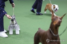서울 FCI 국제 도그쇼
