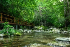 트레킹 성지 정선 항골에 안전 보행 숲길 조성