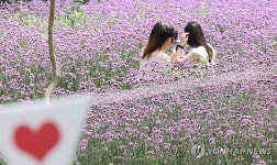 제주 버베나 활짝