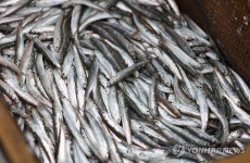 남해 지족해협 죽방렴 멸치
