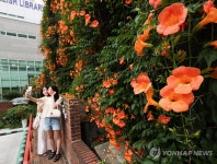하지 앞두고 핀 능소화