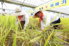 하지 앞두고 하는 벼 베기