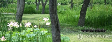 오리 가족의 창포원 나들이