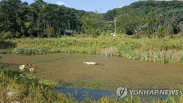 군포 초막골생태공원서 멸종위기종 참호박뒤영벌 발견