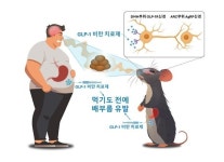먹기도 전에 배부른 비만약 원리 알아냈다