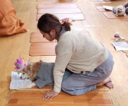 반려견과 절로 떠나요…증평 미륵사 댕플스테이 가보니